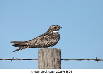 Common Nighthawk (chordeiles minor) half-asleep on a fence post