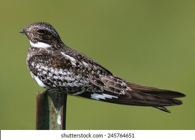 Common Nighthawk (Chordeiles minor) on a post in Oklahoma with a green background