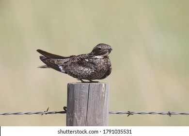 Common Nighthawk (chordeiles minor) perched on a fence post