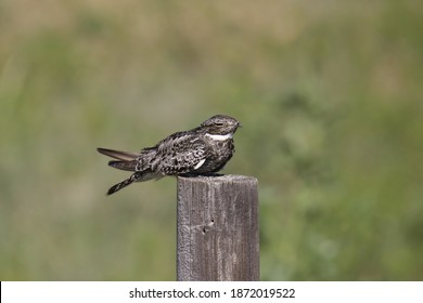 Common Nighthawk (chordeiles minor) perched on a fence post
