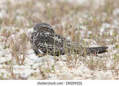 Common Nighthawk (Chordeiles minor) Perched on Ground - Texas