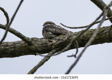 Common Nighthawk (Chordeiles minor) resting on a branch. Natural scene from Wisconsin.