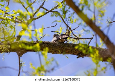 Common Nighthawk (Chordeiles minor) resting on a branch. Natural scene from Wisconsin.