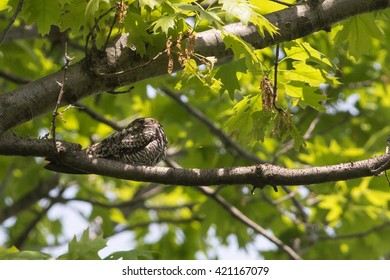 Common Nighthawk, Chordeiles minor, resting in tree