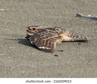 Common Nighthawk (Chordeiles minor) roosting on a tropical beach in Costa Rica