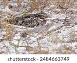 A common nighthawk, Chordeiles minor, sits on her nest on the open ground in a coastal upland, well camouflaged by the color and pattern of her feathers.