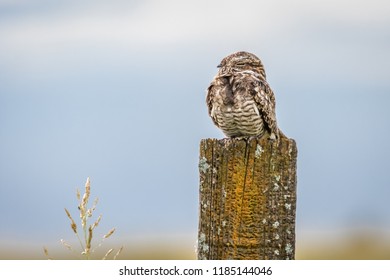 A Common Nighthawk (Chordeiles minor) sitting on a fencepost