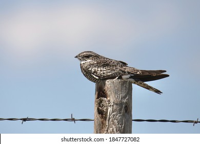 Common Nighthawk (chordeiles minor) sleeping on top of a fence post
