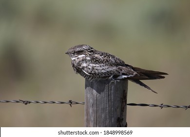 Common Nighthawk (chordeiles minor) sleeping on a fence post