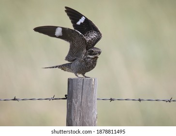 Common Nighthawk (chordeiles minor) with it's wings stretched upward