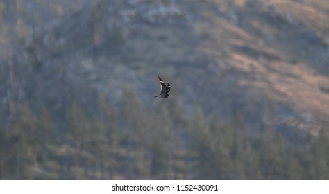 a Common Nighthawk flying 