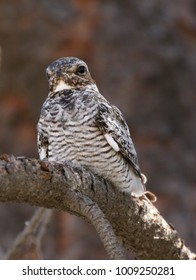 Common Nighthawk from the Front
