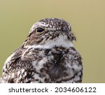 A common nighthawk gives an opportunity for a close-up portrait in Wyoming.