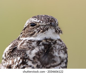 A common nighthawk gives an opportunity for a close-up portrait in Wyoming.