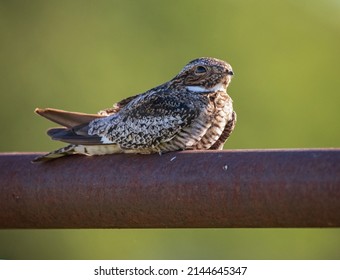 common nighthawk out in nature