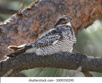 Common Nighthawk Perched on a Branch
