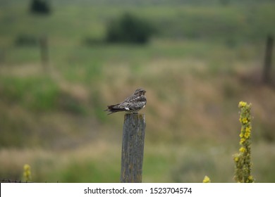 Common nighthawk perched on fence post.