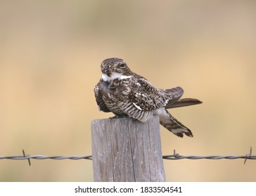 Common Nighthawk perched on a fence post