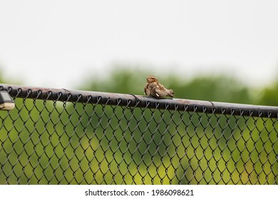 Common Nighthawk perched on fence