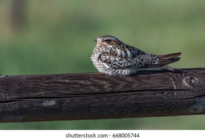 Common Nighthawk perched on Fence Post