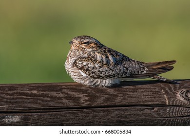 Common Nighthawk Perched on Fence Post