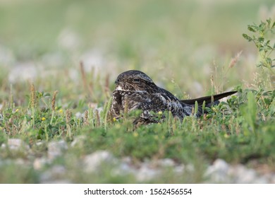 Common Nighthawk perched on ground among grass and rocks