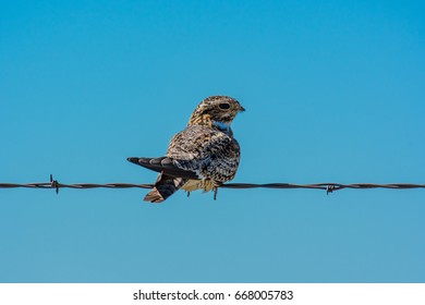 Common Nighthawk Perched on Wire Fence