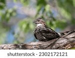 Common nighthawk resting on branch