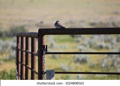 Common Nighthawk resting on gate