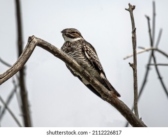 Common nighthawk resting on a tree limb