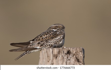 A common nighthawk rests on a post in Wyoming