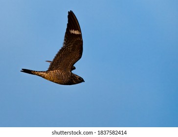 A common nighthawk searches for flying insects in Wyoming's evening sky.