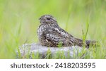 Common nighthawk sitting on a rock