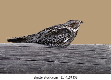 Common Nighthawk sleeping on fence