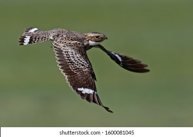 A common nighthawk taking flight