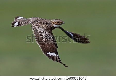 A common nighthawk taking flight