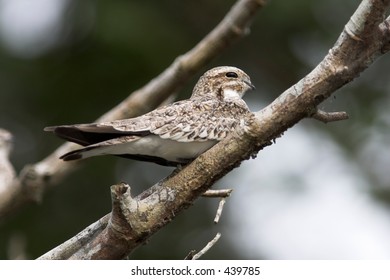 Common nighthawk-Ecuador