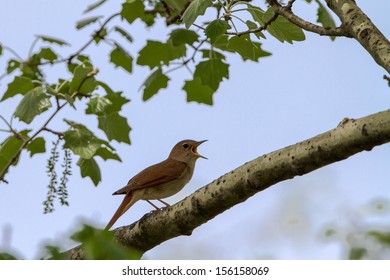 Common Nightingale