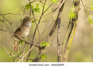 Common Nightingale