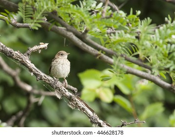 Common Nightingale