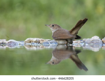 Common Nightingale