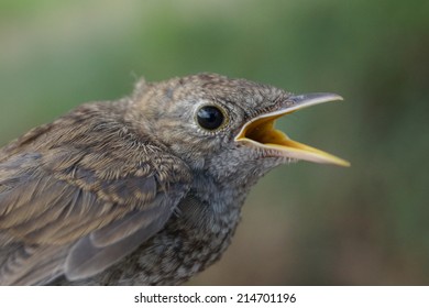 Common Nightingale, Luscinia Megarhynchos