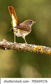 Common Nightingale. Luscinia Megarhynchos