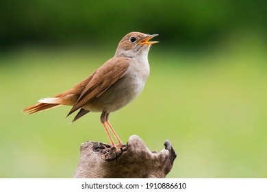Common Nightingale (Luscinia megarhynchos), beautiful small orange songbird with long turned up tail, standing on on branch and singing. Diffused green background. Scene from wild nature. 