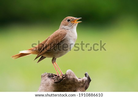 Common Nightingale (Luscinia megarhynchos), beautiful small orange songbird with long turned up tail, standing on on branch and singing. Diffused green background. Scene from wild nature. 