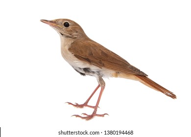 Common Nightingale, Luscinia Megarhynchos, Isolated On White Background