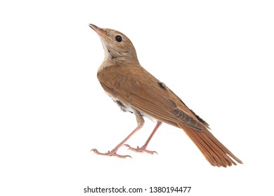 Common Nightingale, Luscinia Megarhynchos, Isolated On White Background