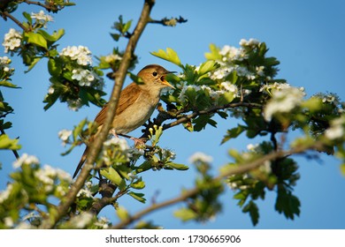 Common Nightingale - Luscinia megarhynchos also known as rufous nightingale, small passerine brown bird best known for its powerful and beautiful song, singing also in the night. - Powered by Shutterstock