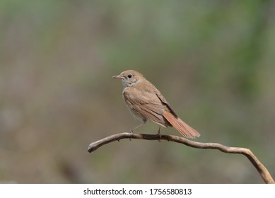 Common Nightingale, Perched On Branch.