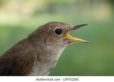 Common Nightingale Singing